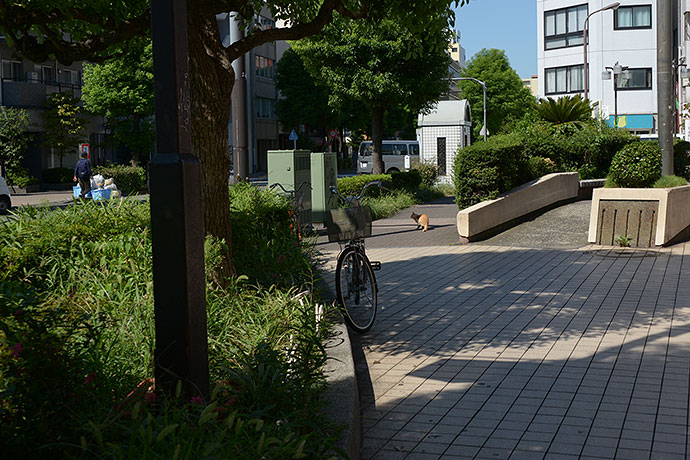 太田区のねこ