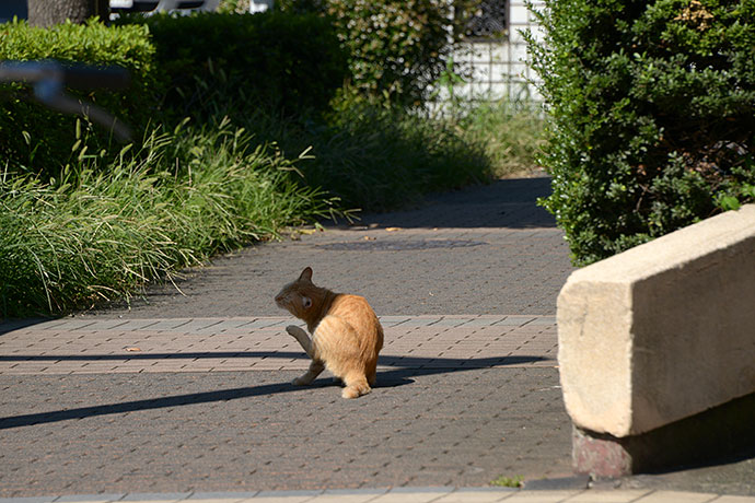 太田区のねこ