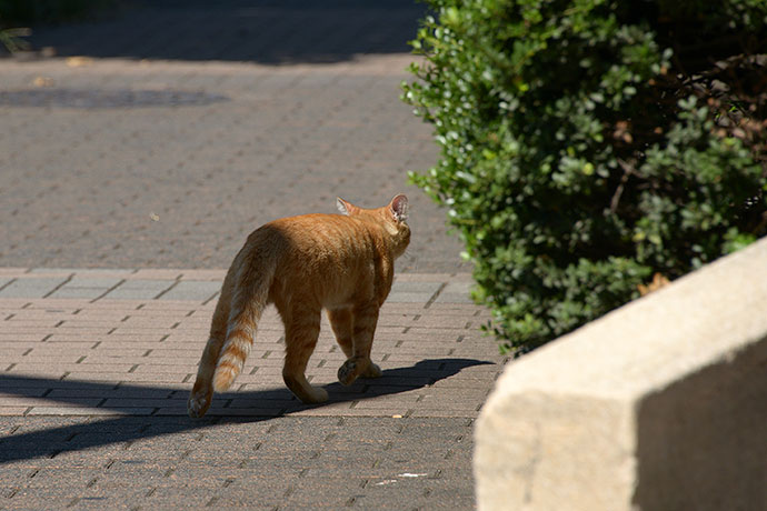 太田区のねこ