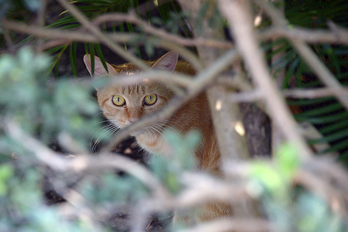 太田区のねこ