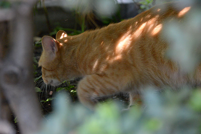 太田区のねこ