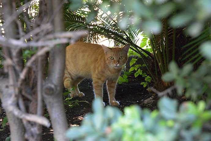 太田区のねこ