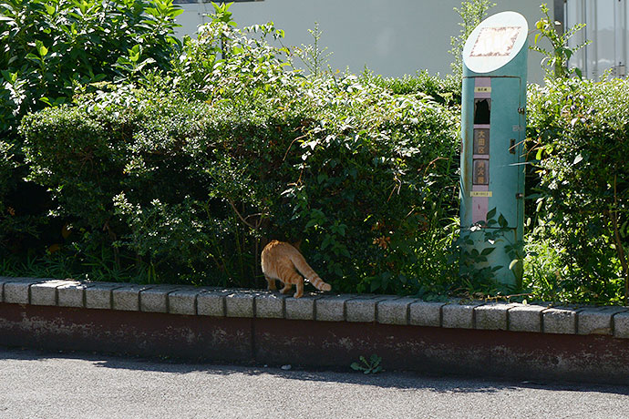 太田区のねこ