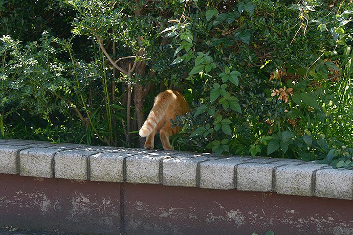 太田区のねこ