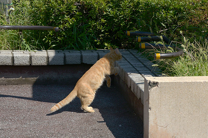 太田区のねこ