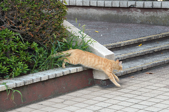 太田区のねこ