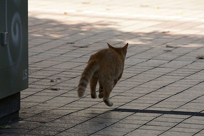太田区のねこ