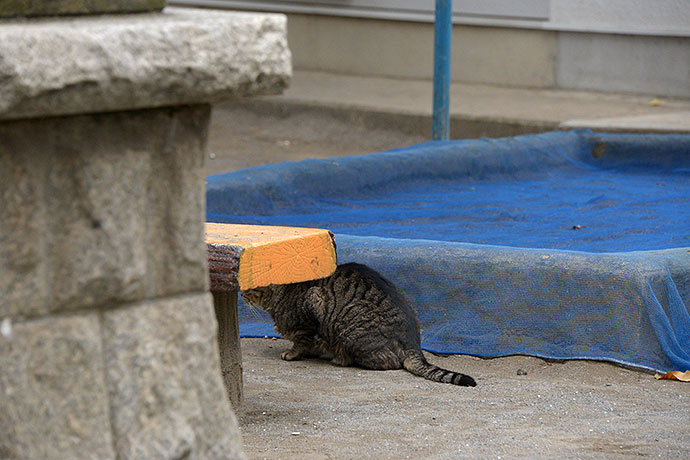 太田区のねこ