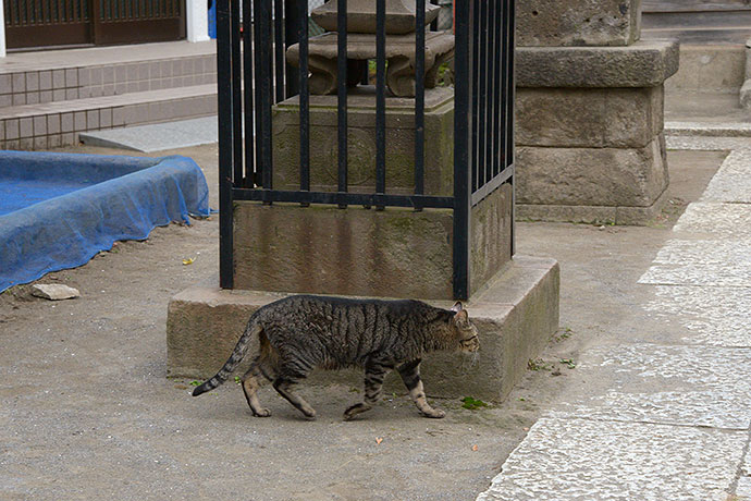 太田区のねこ