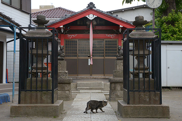 太田区のねこ