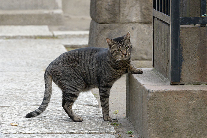 太田区のねこ