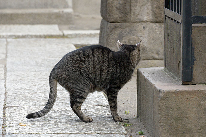 太田区のねこ
