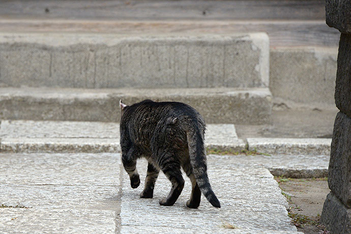 太田区のねこ