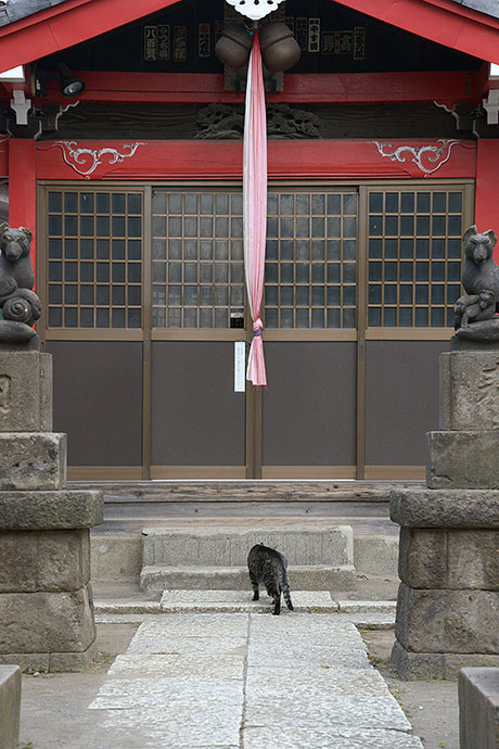 太田区のねこ