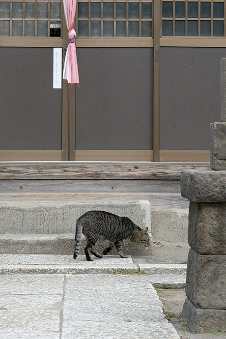 太田区のねこ