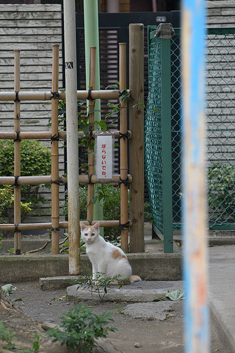 太田区のねこ