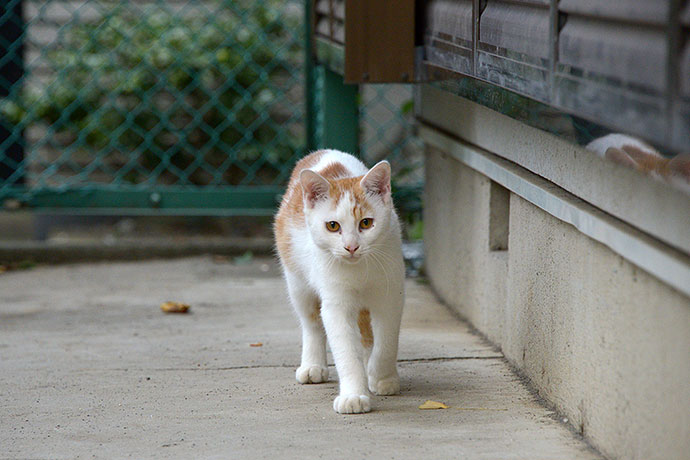 太田区のねこ