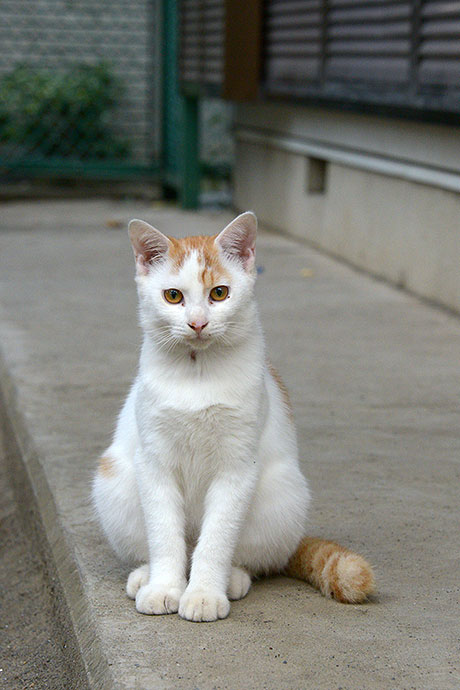 太田区のねこ