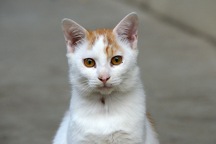 太田区のねこ