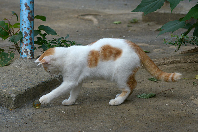 太田区のねこ