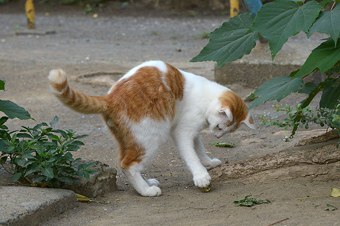 太田区のねこ