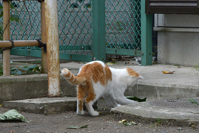 太田区のねこ
