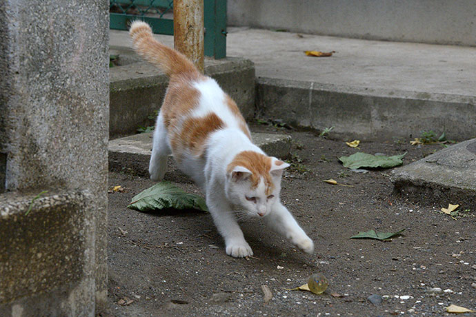 太田区のねこ