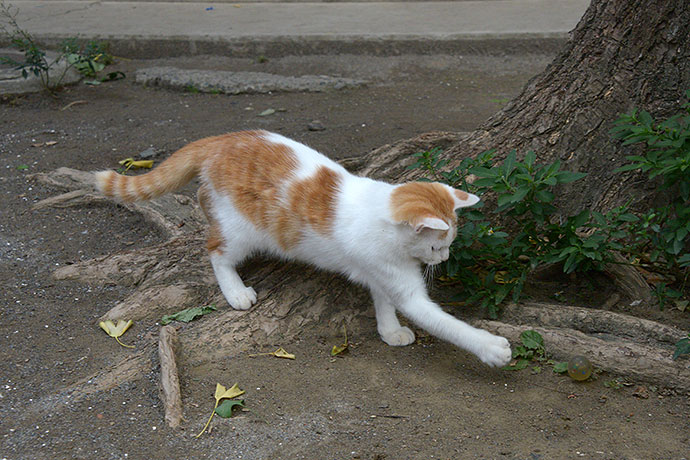 太田区のねこ