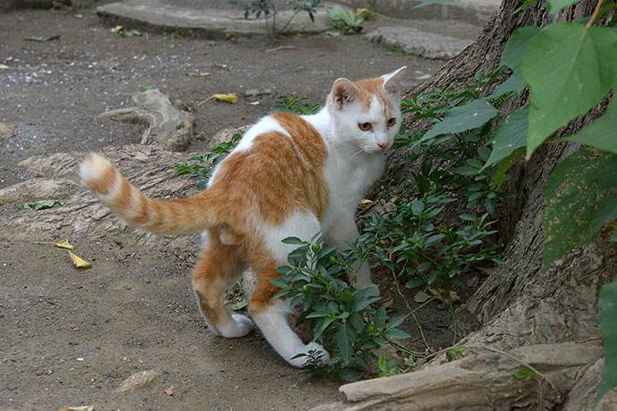 太田区のねこ