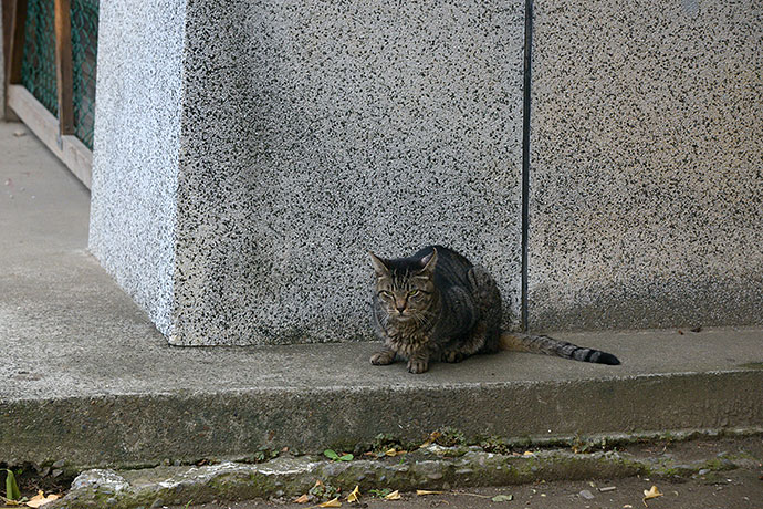 太田区のねこ