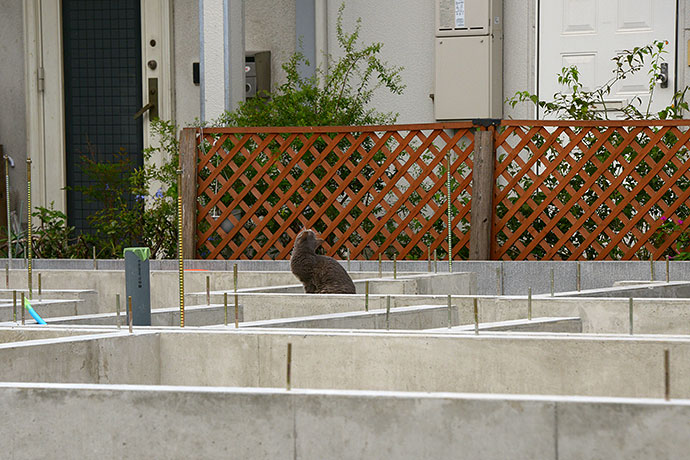 太田区のねこ