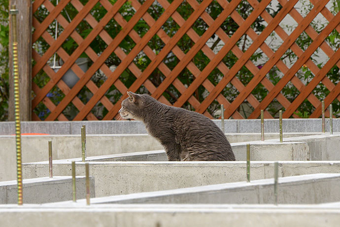 太田区のねこ
