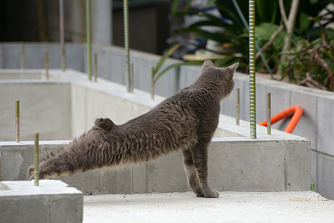 太田区のねこ