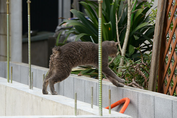 太田区のねこ