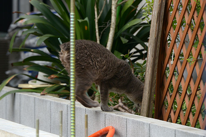 太田区のねこ