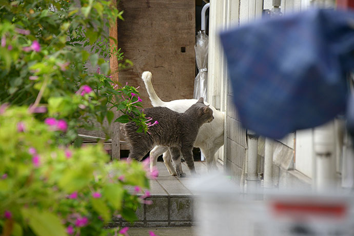 太田区のねこ