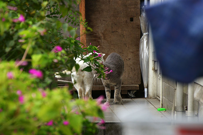 太田区のねこ