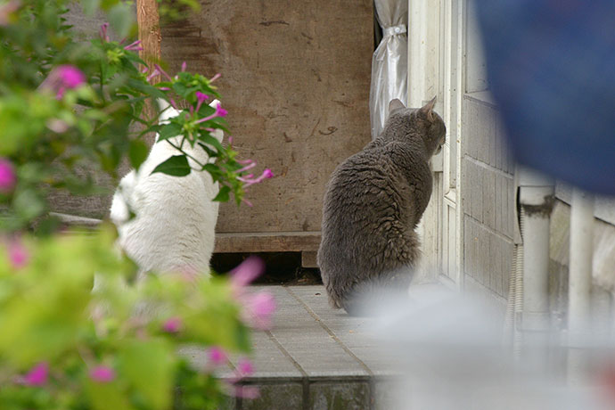 太田区のねこ