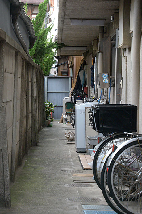 太田区のねこ