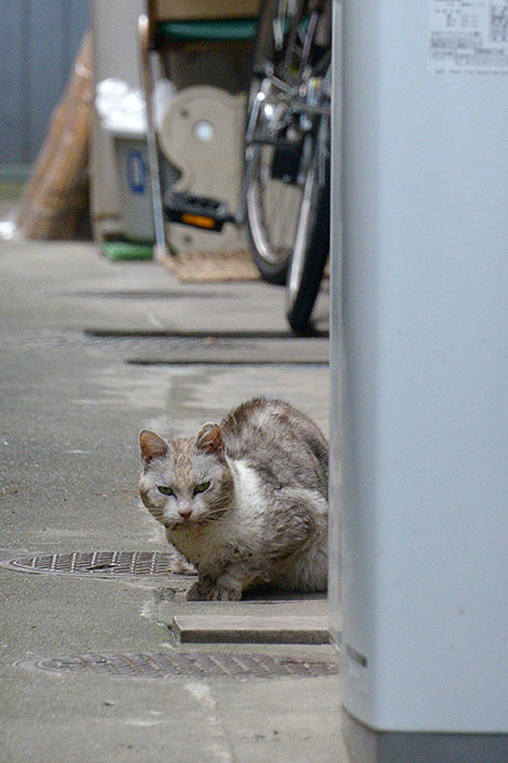 太田区のねこ