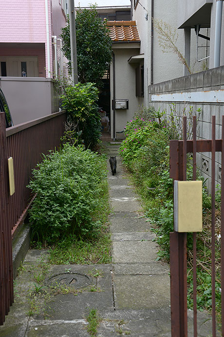 太田区のねこ
