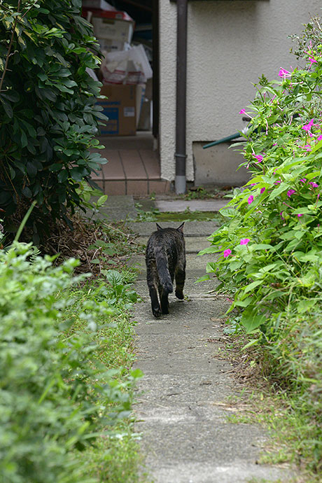 太田区のねこ
