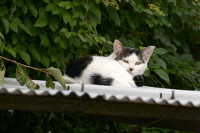 太田区のねこ