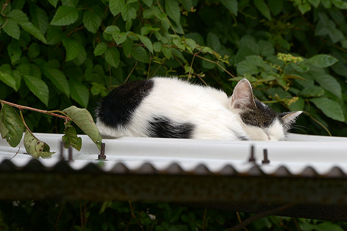 太田区のねこ