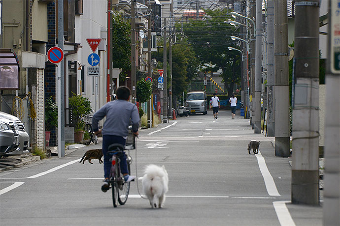 太田区のねこ