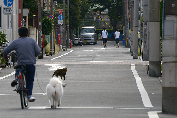 太田区のねこ