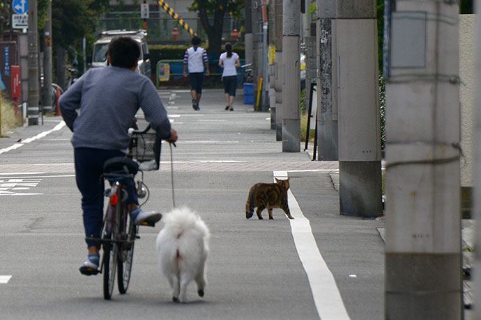 太田区のねこ