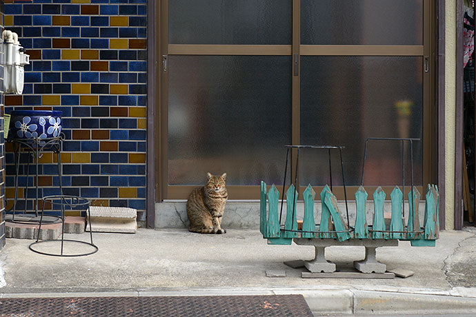 太田区のねこ