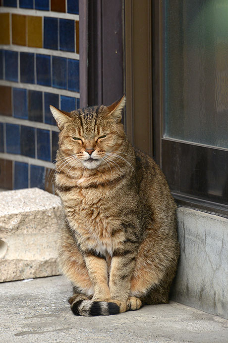 太田区のねこ
