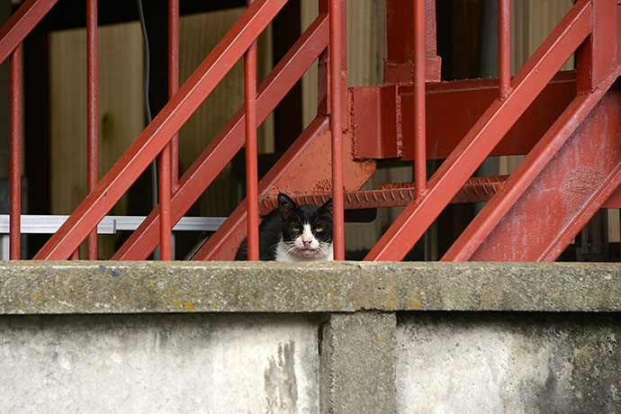 太田区のねこ